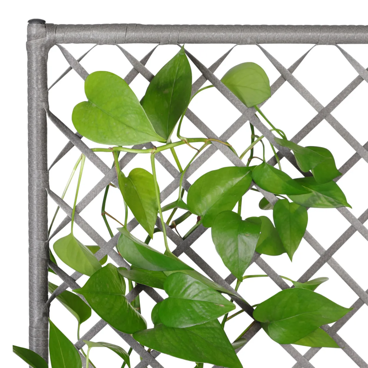 Casaria Polyrattan Blumenkasten mit Rankgitter Grau