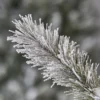 Evergreen Weihnachtsbaum Cedar Frost Kiefer 210cm