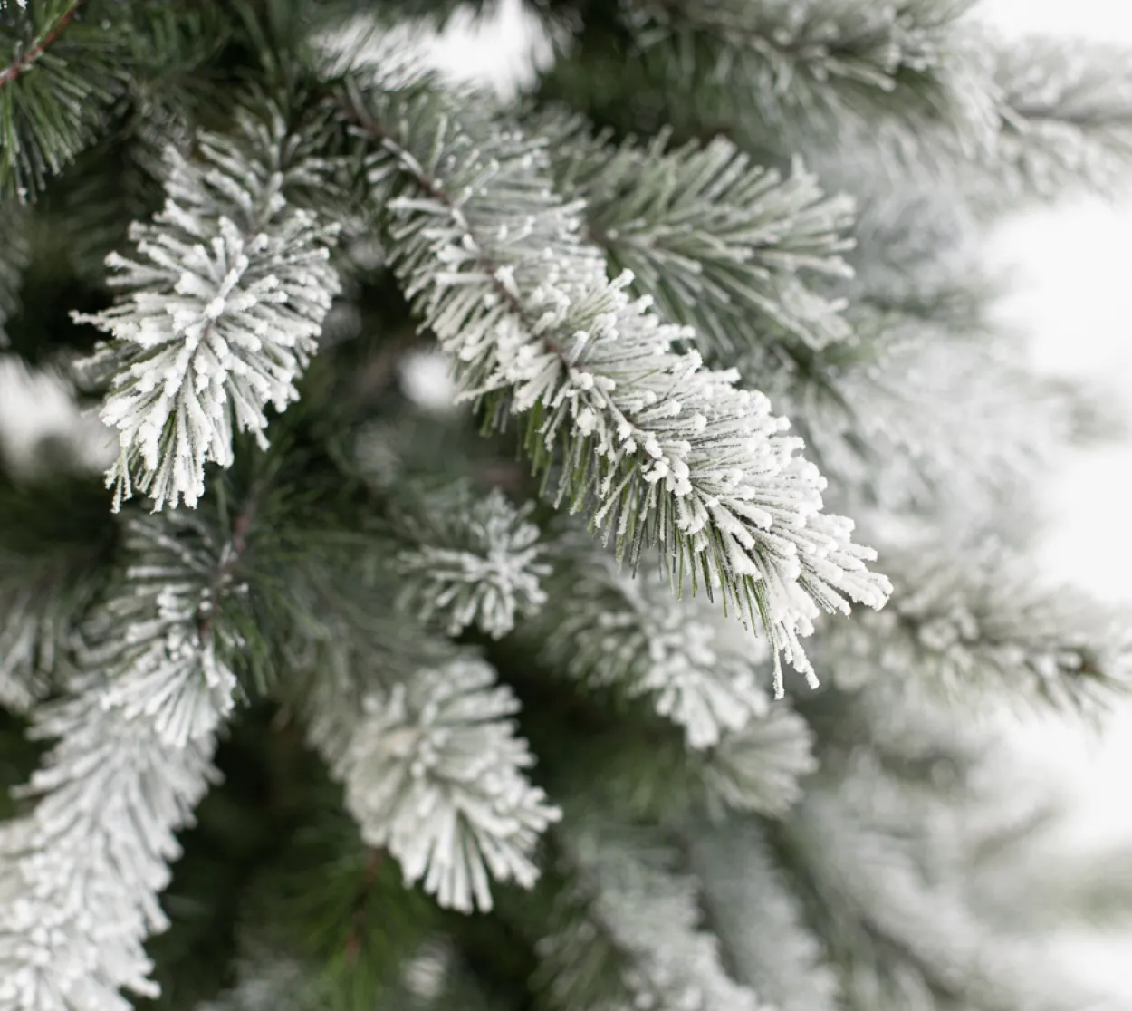 Evergreen Weihnachtsbaum Cedar Frost Kiefer 210cm