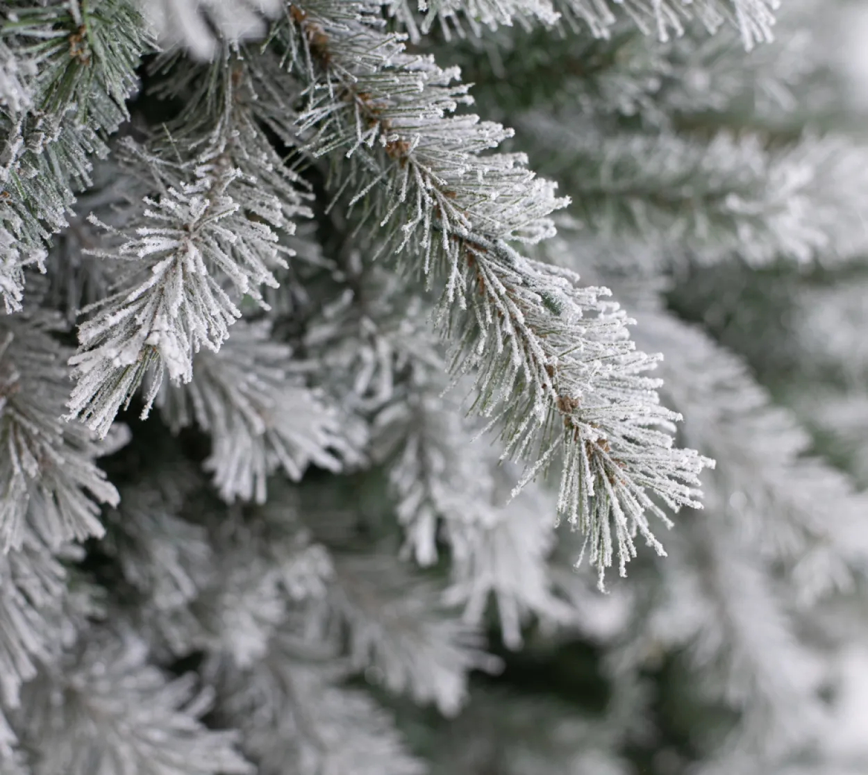 Evergreen Weihnachtsbaum Cedar Frost Kiefer 210cm