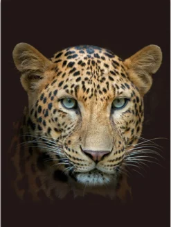 Flanell Wohndecke Leopard