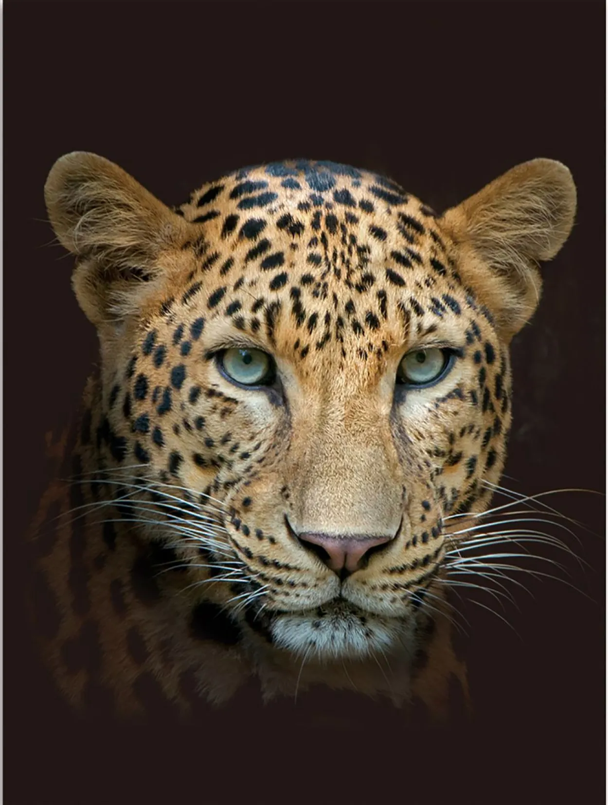 Flanell Wohndecke Leopard