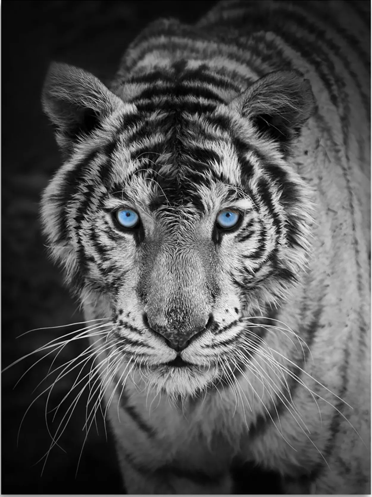 Flanell Wohndecke Tiger