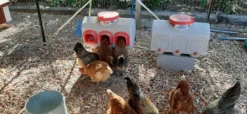 Futterautomat OverEZ Chicken Coop für 20 kg Futter