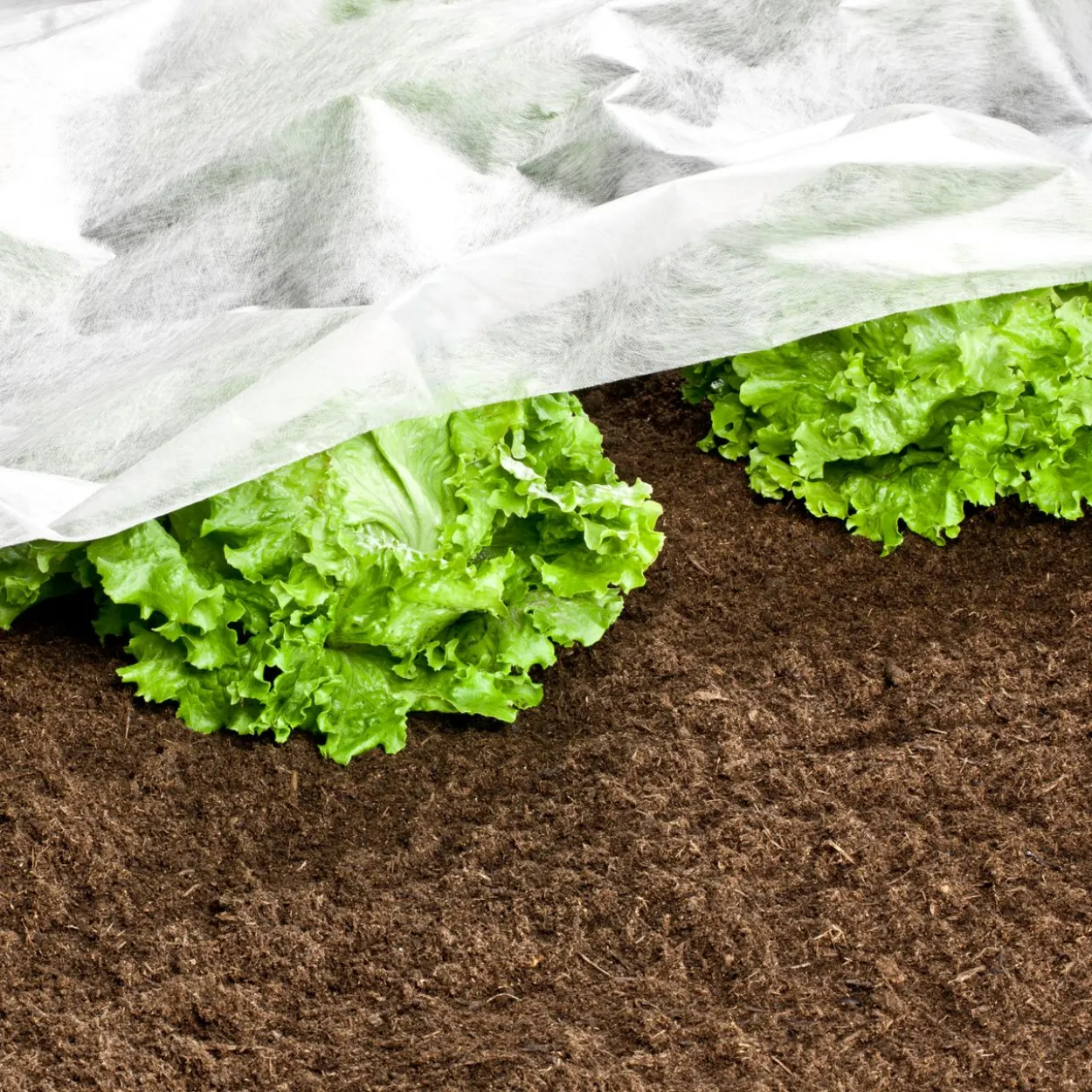 Garten-Vlies 10x1,5m 17g/m²
