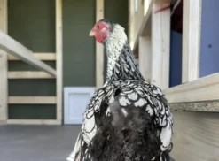 Großer Hühnerstall EZ Chicken Home 2,85m² Grau hergestellt in EU