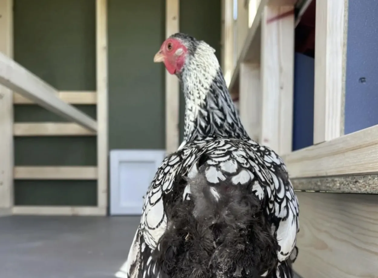 Großer Hühnerstall EZ Chicken Home 2,85m² Grau hergestellt in EU