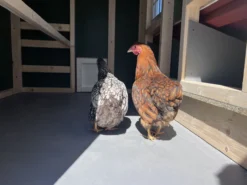 Großer Hühnerstall EZ Chicken Home 2,85m² Grau hergestellt in EU