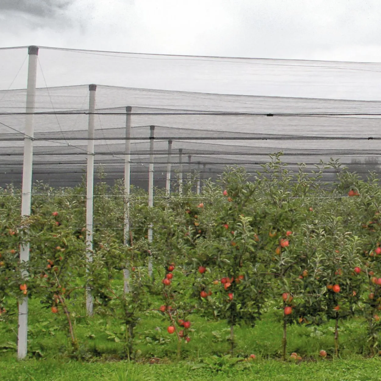 Hagelschutz-Netz 5x2m grün 8mm