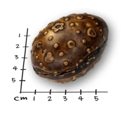 Hunde-Überraschungsei 5 x 60g