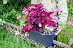 KHW Geländerblumentopf Flowerclip XL, 2er Set, anthrazit