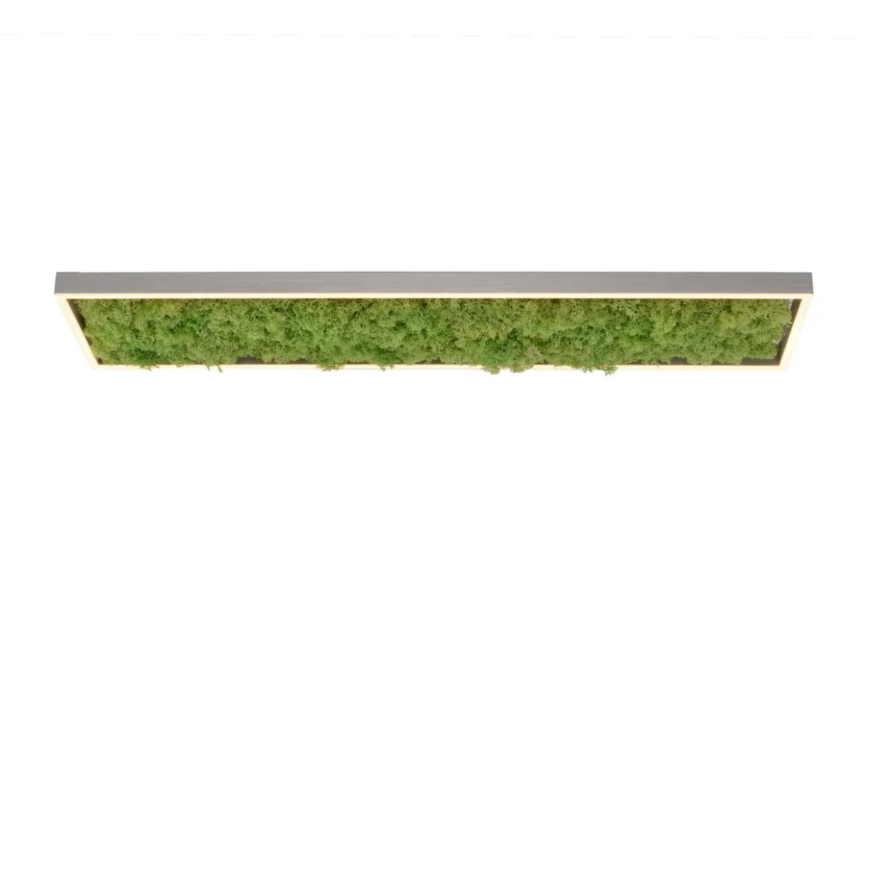 LED Deckenleuchte GREEN KNUT, mit echtem Moos, dimmbar, 3000 K