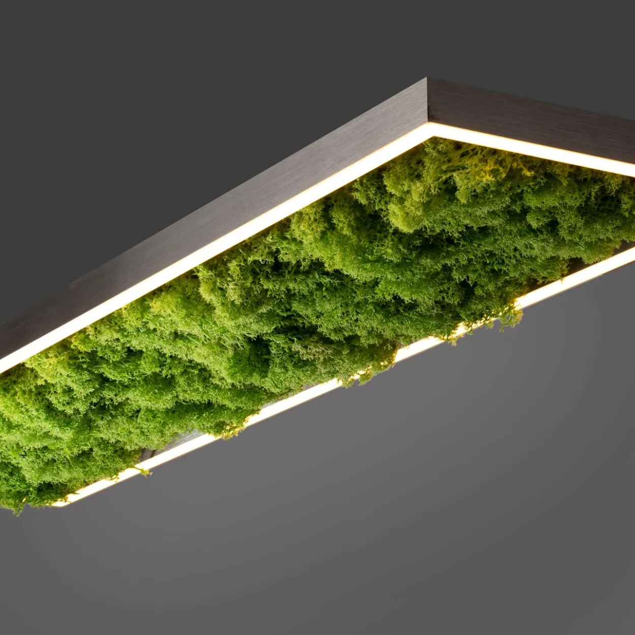 LED Deckenleuchte GREEN KNUT, mit echtem Moos, dimmbar, 3000 K