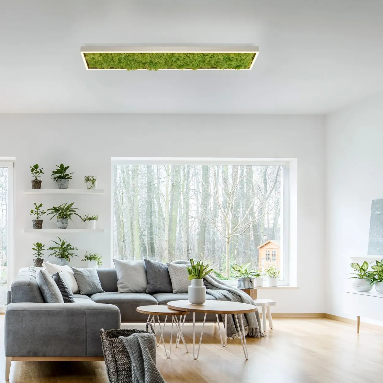 LED Deckenleuchte GREEN KNUT, mit echtem Moos, dimmbar, 3000 K