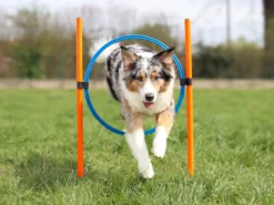 Lemodo Agility Set für kleine und mittelgroße Hunde