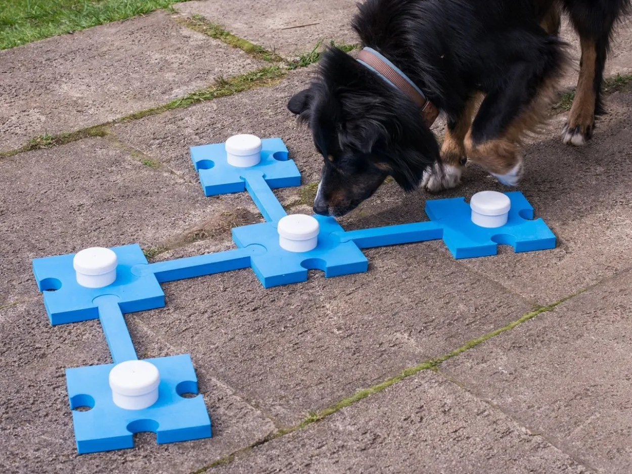 Lemodo Schnüffelset für Hunde