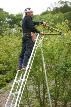 Niwaki Gartenleiter und 3-Holm-Leiter 360 cm