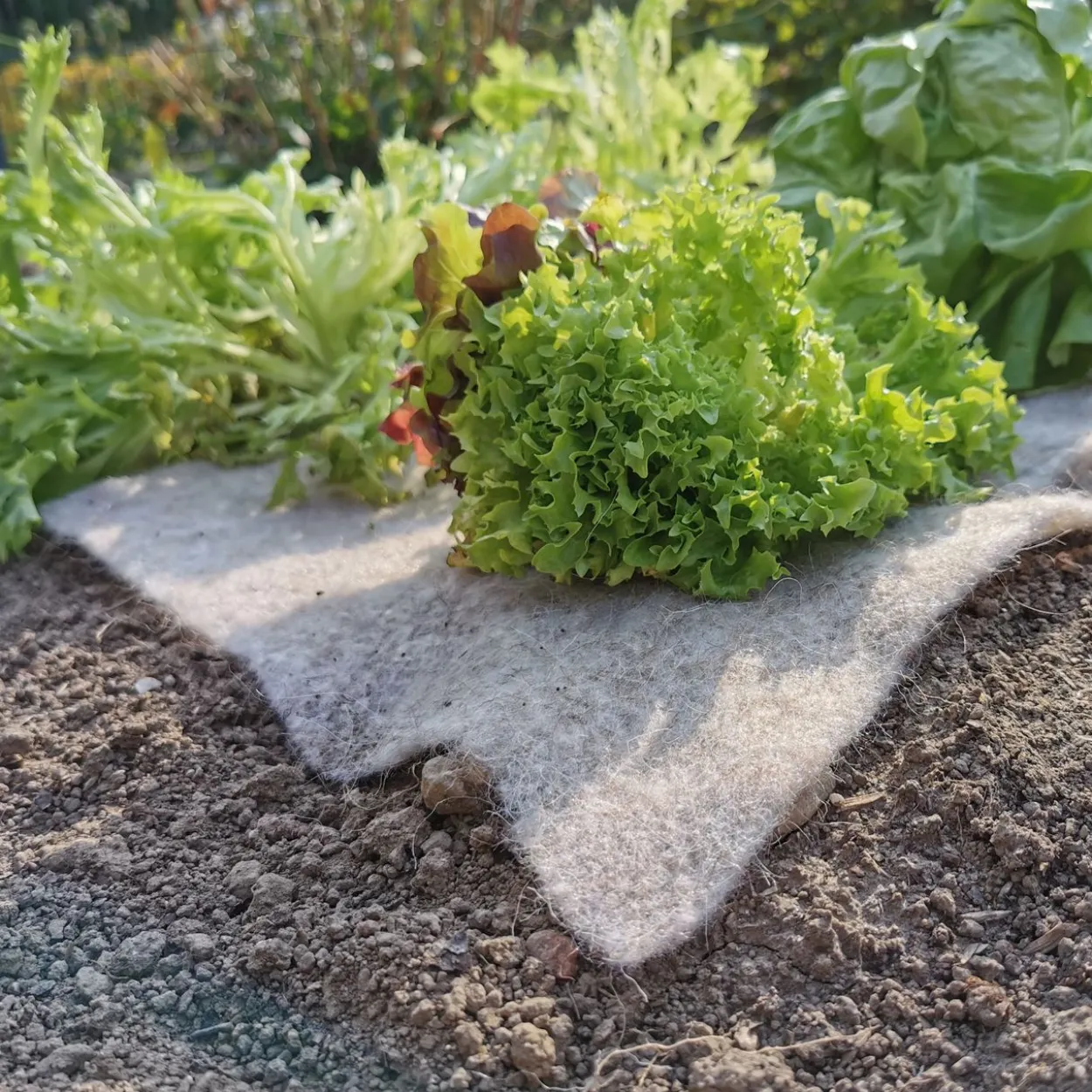 Schnecken-Stopp-Vlies 80x60 cm