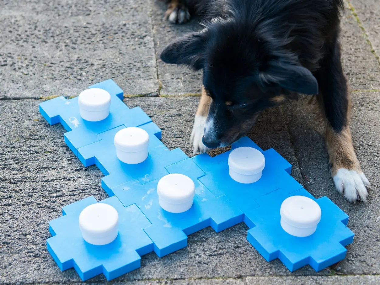 Schnüffel Cube, Schnüffelspaß für Hunde, Hundetraining, Geruchssinn