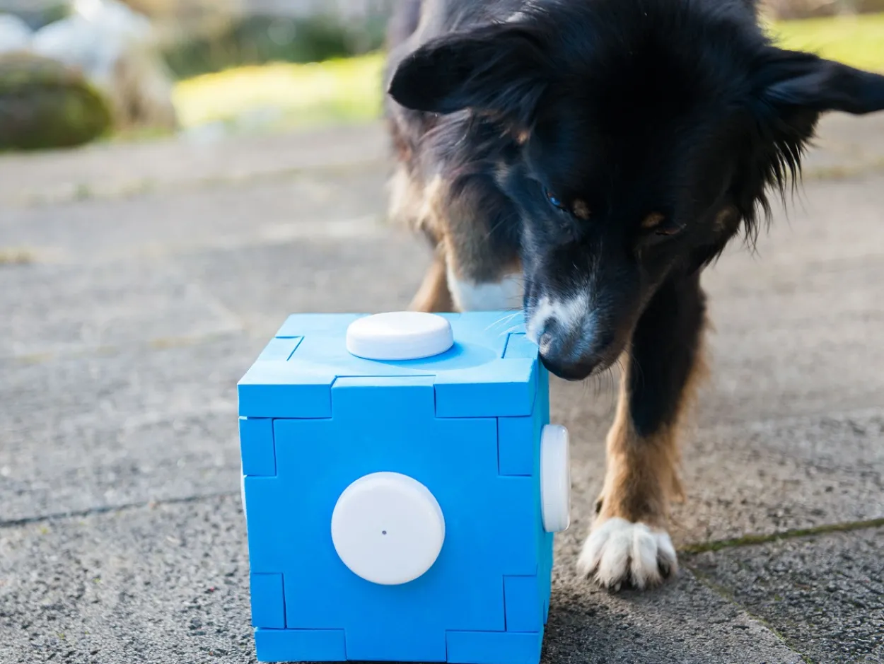 Schnüffel Cube, Schnüffelspaß für Hunde, Hundetraining, Geruchssinn