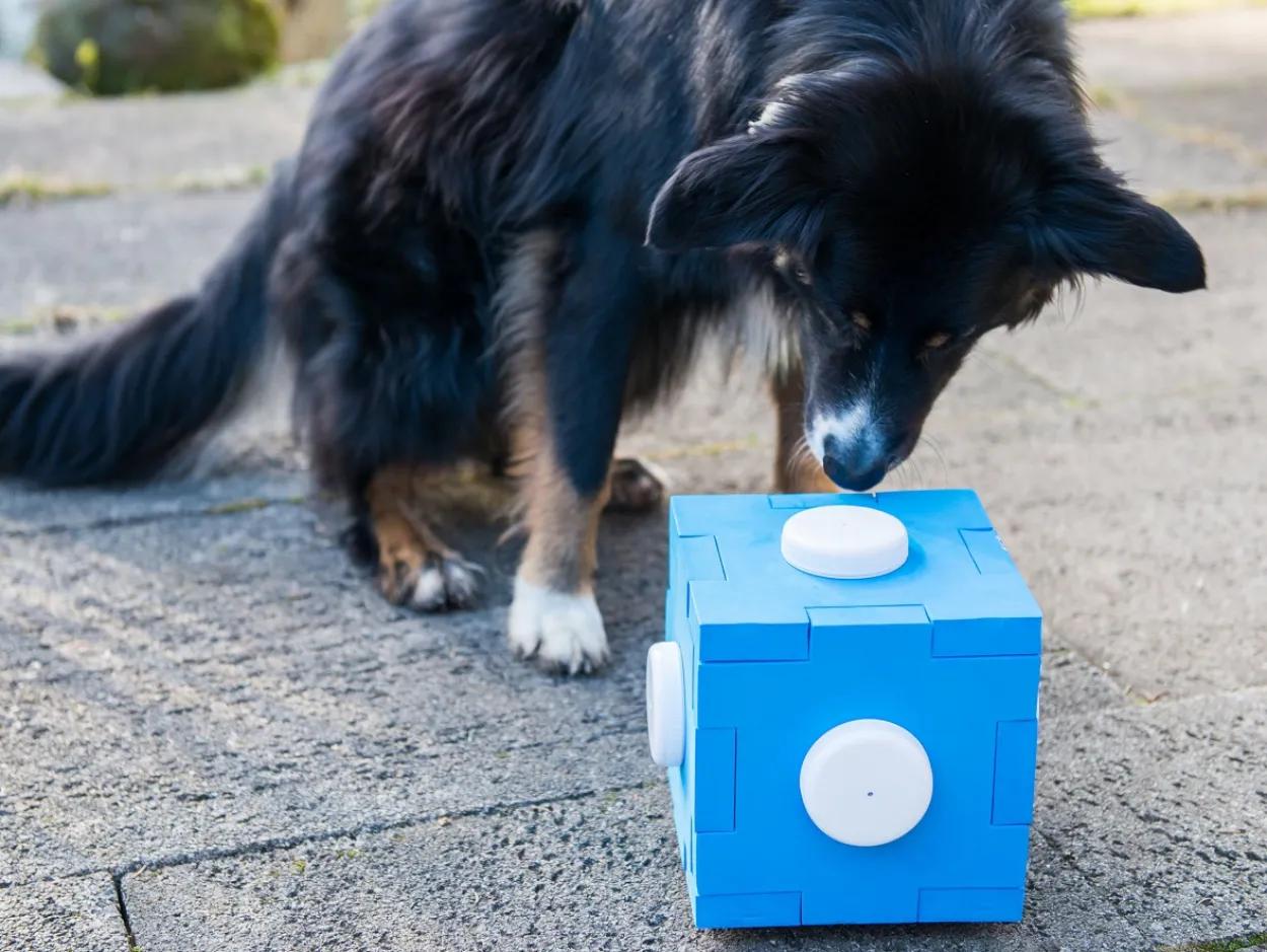 Schnüffel Cube, Schnüffelspaß für Hunde, Hundetraining, Geruchssinn