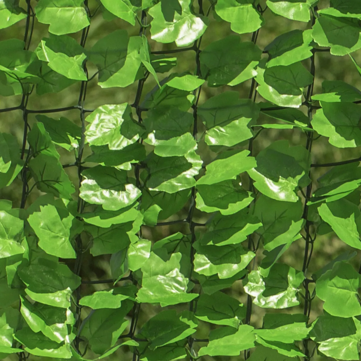Sichtschutzhecke Labrusca 150x300cm