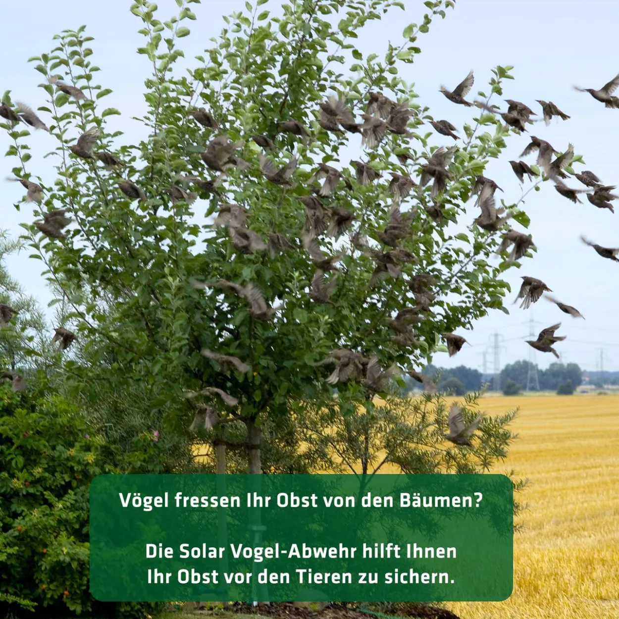 Solar Vogelabwehr