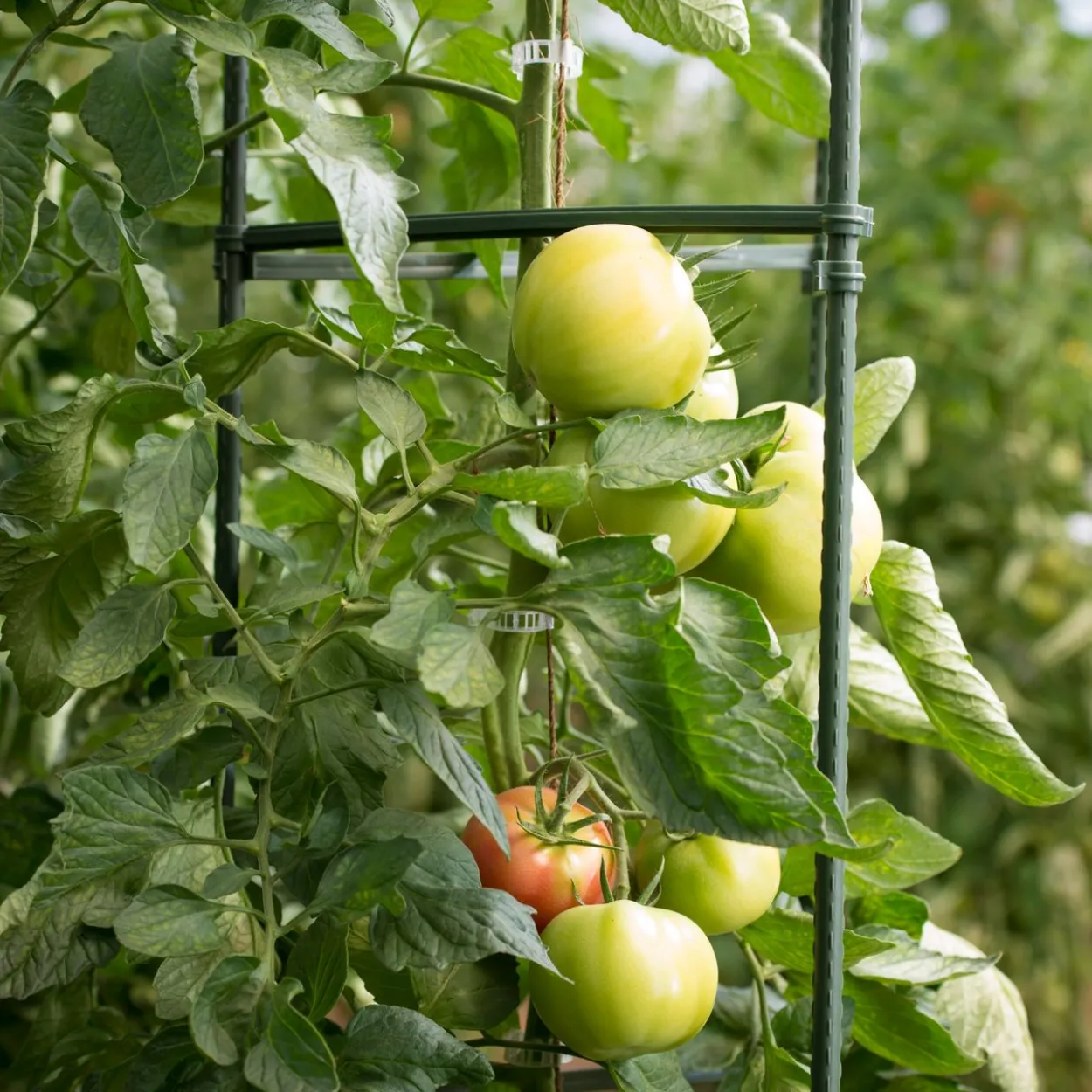 Tomaten-Rankturm 150x30 cm
