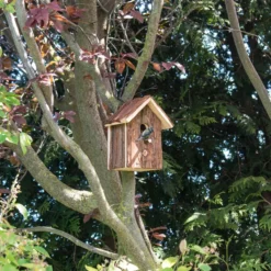 Vogelhaus Natur